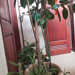 ゴムの木  【観葉植物】即引取希望の画像