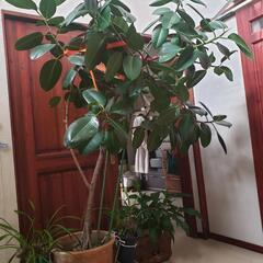 ゴムの木  【観葉植物】即引取希望