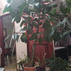 ゴムの木  【観葉植物】即引取希望の画像