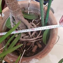 ゴムの木  【観葉植物】即引取希望の画像
