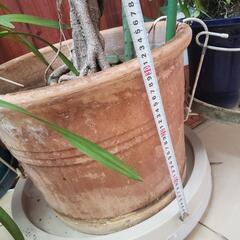 ゴムの木  【観葉植物】即引取希望の画像