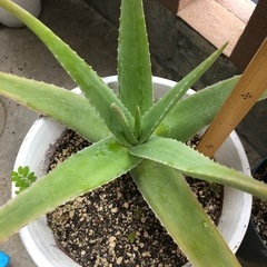 アロエベラ　　　　