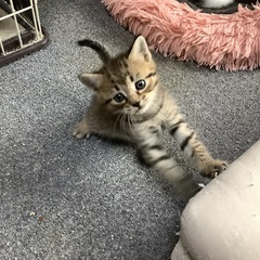 4匹の生後2ヵ月の子猫の里親親を募集しています。