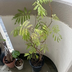 エバーフレッシュ