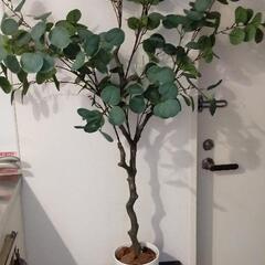 観葉植物　フェイクグリーン　大型　ユーカリポポラス　＋IKEAサ...