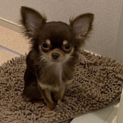 チワワの里親募集
