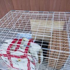 うさぎ　小動物　ケージ　飼育セットの画像