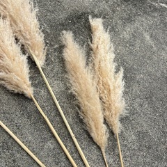 パンパスグラスの画像