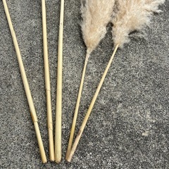 パンパスグラスの画像