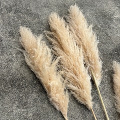 パンパスグラスの画像