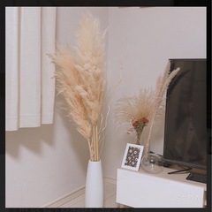 パンパスグラスの画像