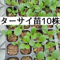 ターサイ苗10株