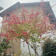 コマユミ　株立ち