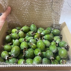 フェイジョア　約1kgの画像