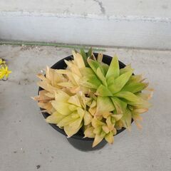 ハオルチア（黄色い品種）