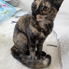 小さい子猫から成猫まで