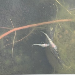 メダカ、レッドチェリーシュリンプ欲しい方あげますの画像