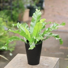 観葉植物