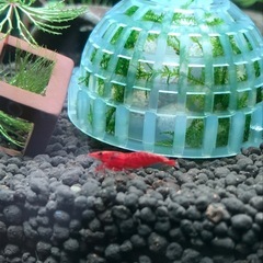 メダカ、レッドチェリーシュリンプ欲しい方あげますの画像