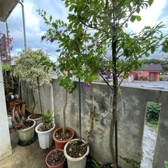 観葉植物
