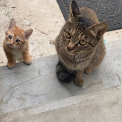 子猫🐈‍⬛4匹います元気です。生後1ヶ月以内です。宜しくお願い致します
