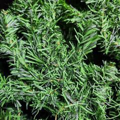 クリスマスツリー本体 多分2m位の画像