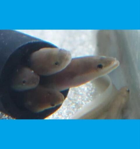 ウナギ 14～16㎝程11匹◆観賞魚◆地域別送料620円～1080円◆Cd2