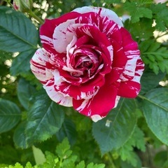 【お取引者様決定】薔薇苗成木　絞りの薔薇