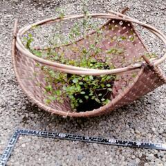 ワイヤープランツ/バスケット入りの画像