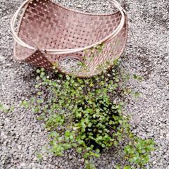 ワイヤープランツ/バスケット入りの画像