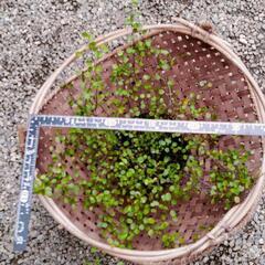 ワイヤープランツ/バスケット入りの画像