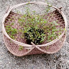 ワイヤープランツ/バスケット入り