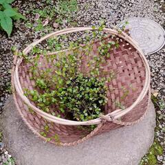 ワイヤープランツ/バスケット入りの画像