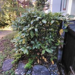 庭木さしあげます