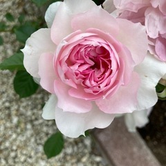 【お取引者様決定】薔薇苗　シャリマー