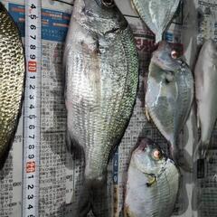 魚