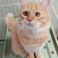 今日からトライアルです。