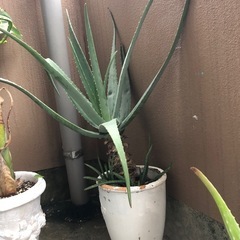 アロエベラ　特大　