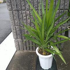 ユッカエレファンティペス（鉢付き）