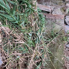 竹の切った廃材
