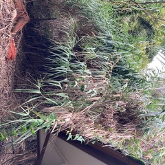 竹の切った廃材の画像