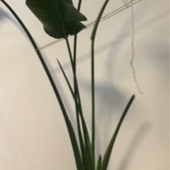 【12/12 18時以降】観葉植物　オーガスタ　ゴム