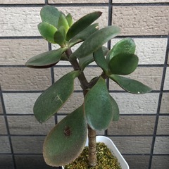 多肉植物　黄金花月の画像