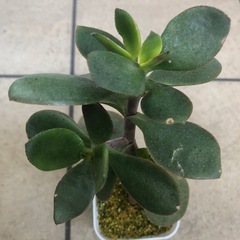 多肉植物　黄金花月