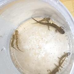 ハコネサンショウウオ ３匹 