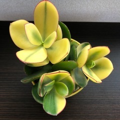 多肉植物　黄金花月の画像