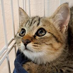 まんまるお目々のキジ猫