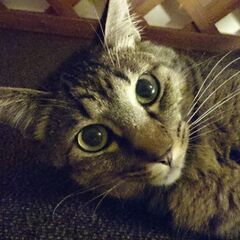 元保健所猫(保護猫)の里親さん募集 - 里親募集