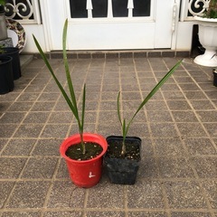 ココスヤシ苗木
