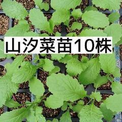 山汐菜 苗10株